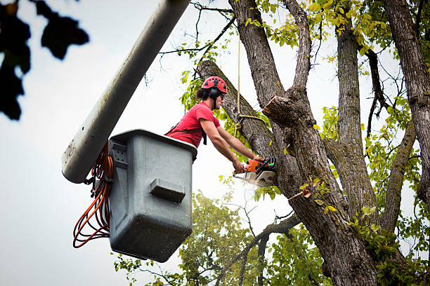 How Our Tree Care Process Works  in  Penndel, PA