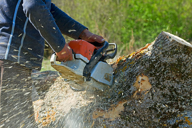 Reliable Penndel, PA  Tree Services Solutions